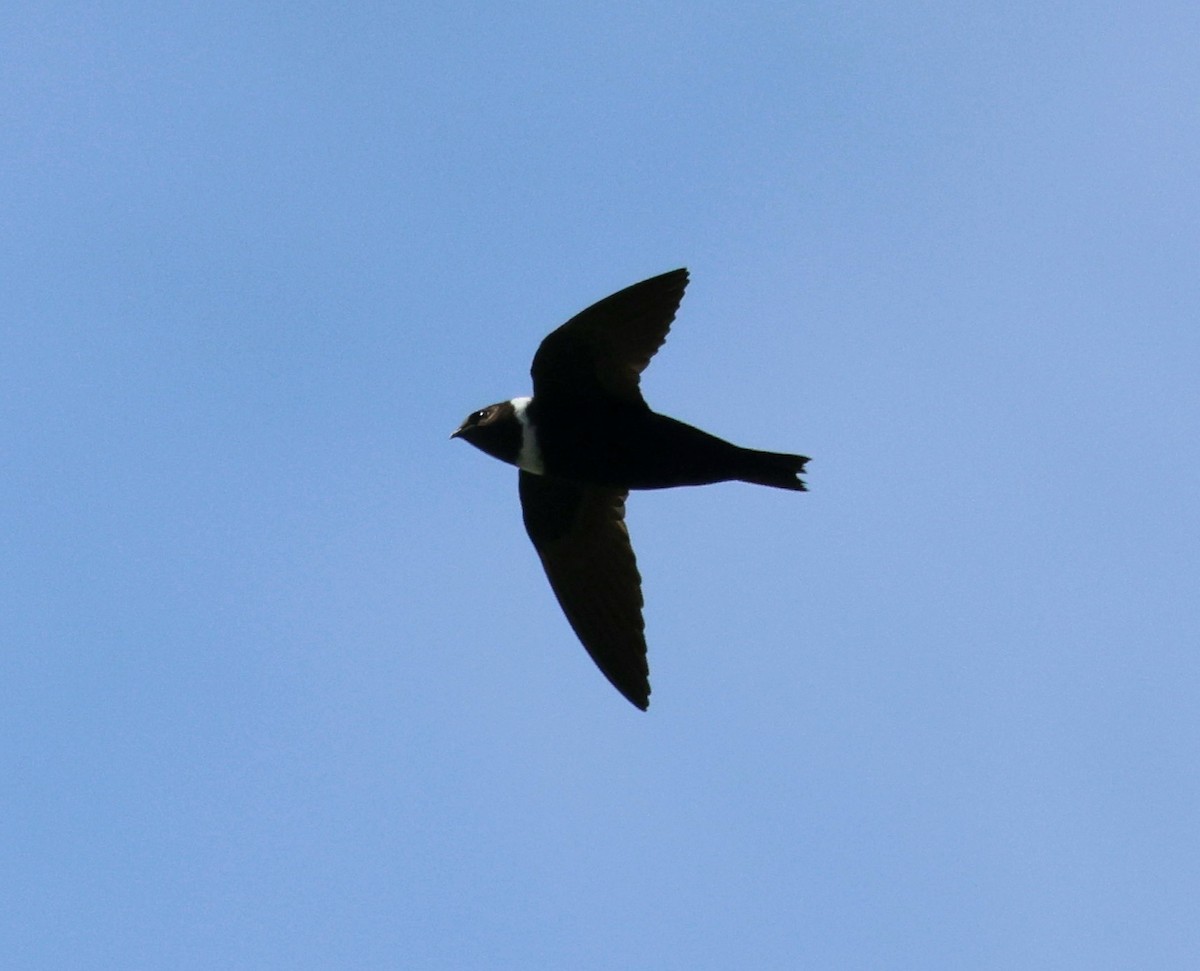 Vencejo Acollarado - ML645413775