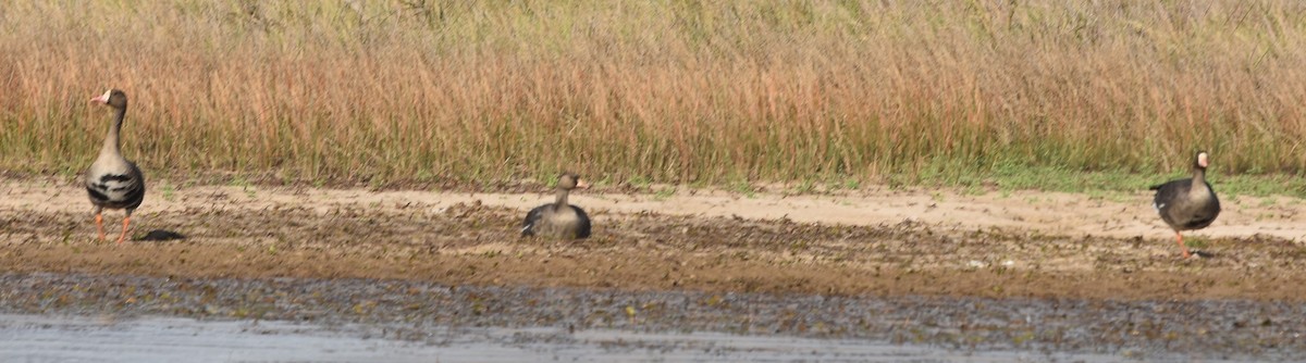 Greater White-fronted Goose - ML645413787