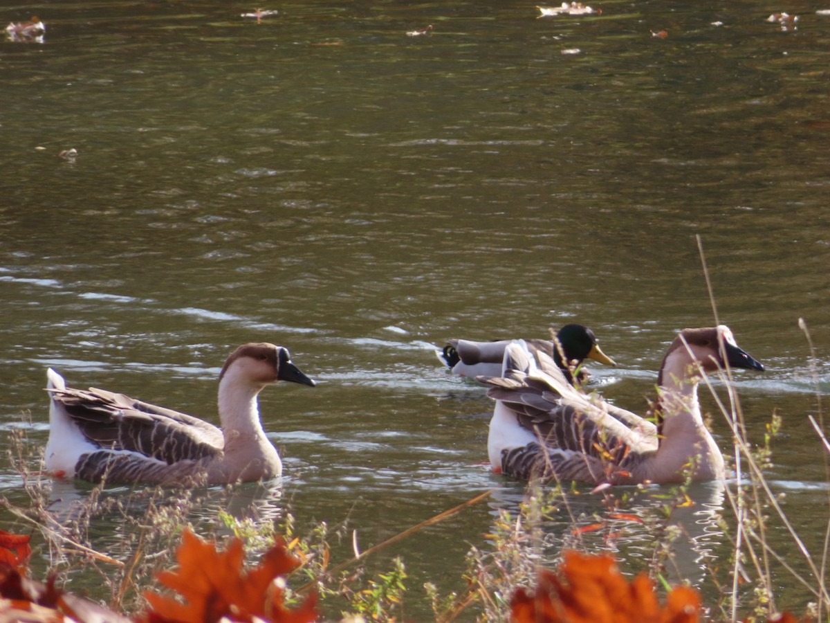 Ánsar Cisnal (variedad doméstica) - ML645413799