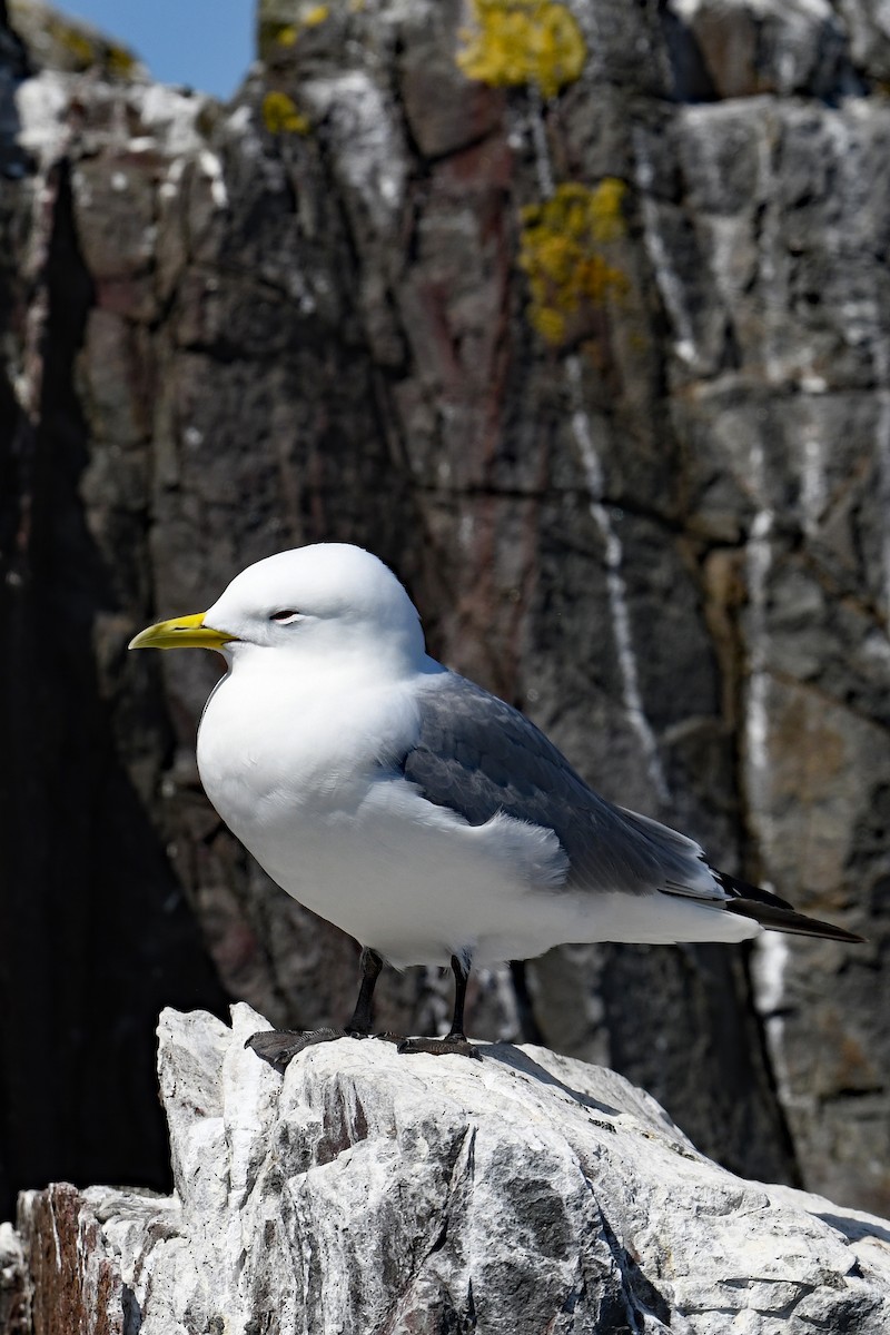 krykkje - ML645413800