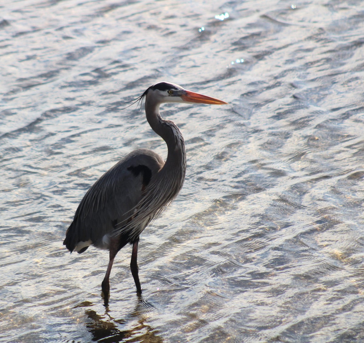 Great Blue Heron - ML645413801