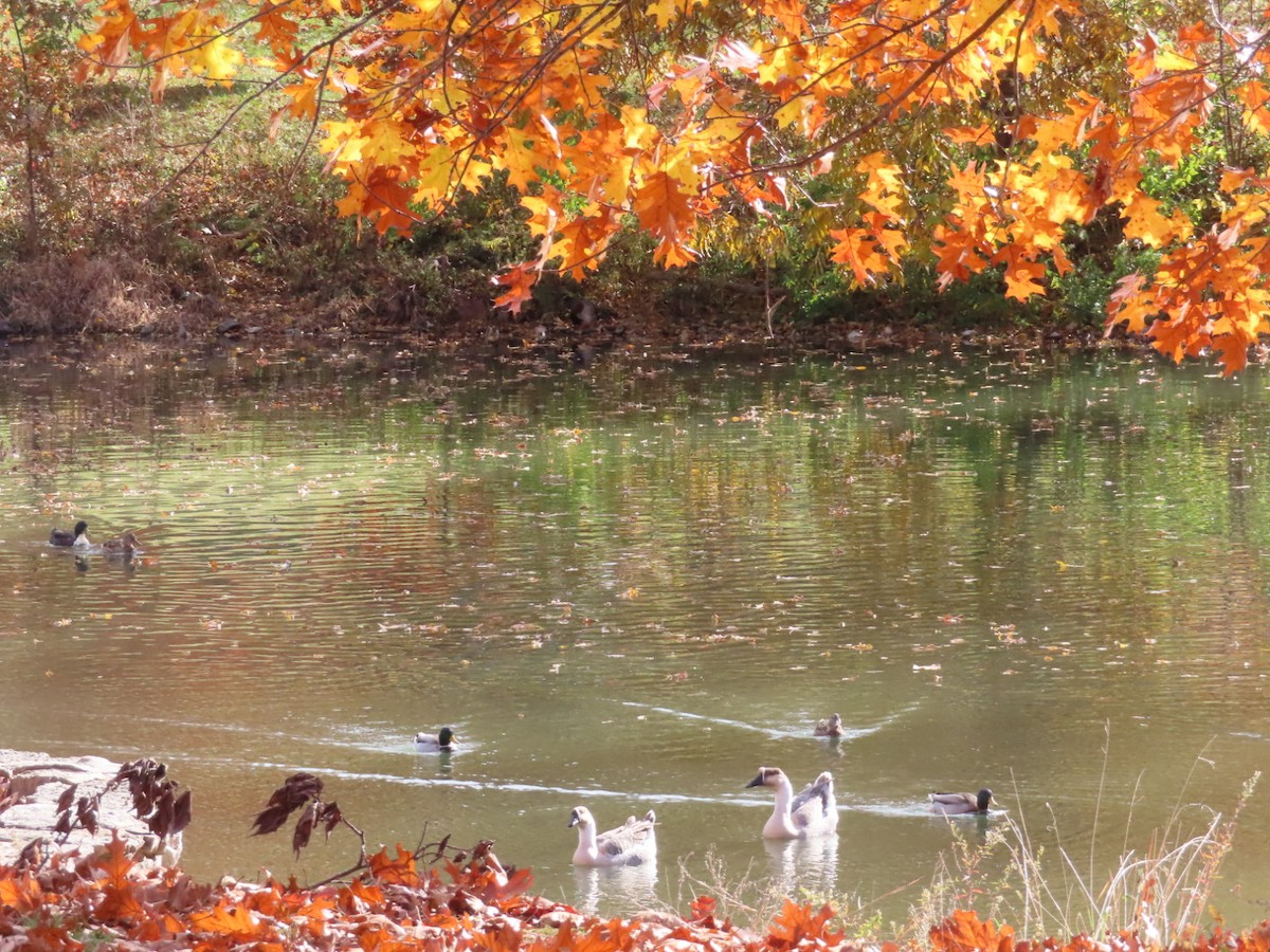 Ánsar Cisnal (variedad doméstica) - ML645413803