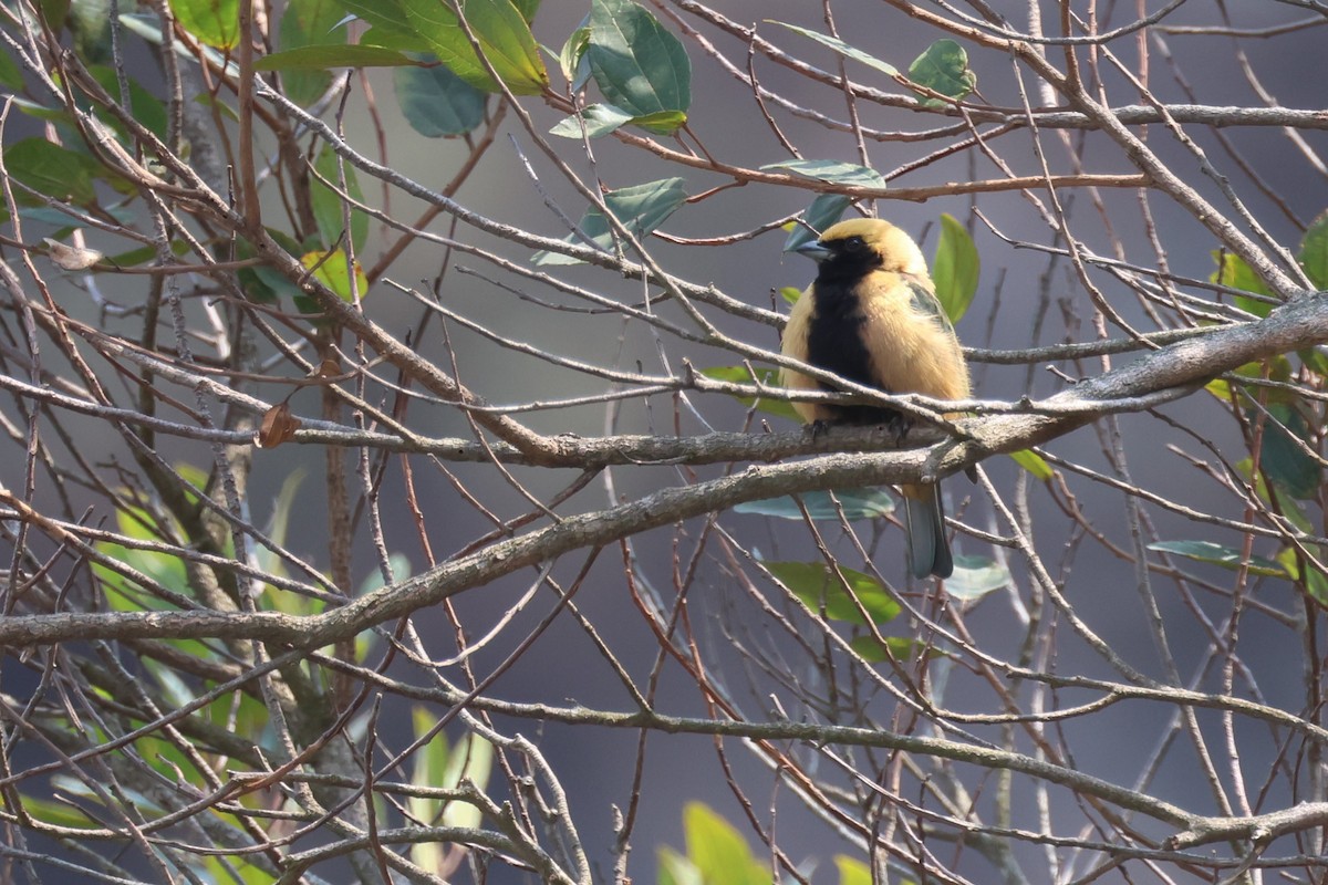 Burnished-buff Tanager - ML645413814