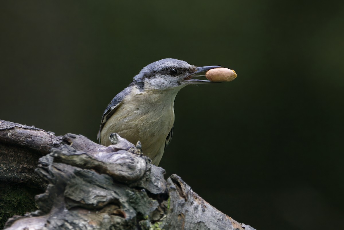 Eurasian Nuthatch - ML645413817