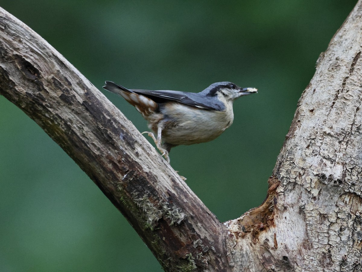 Eurasian Nuthatch - ML645413818