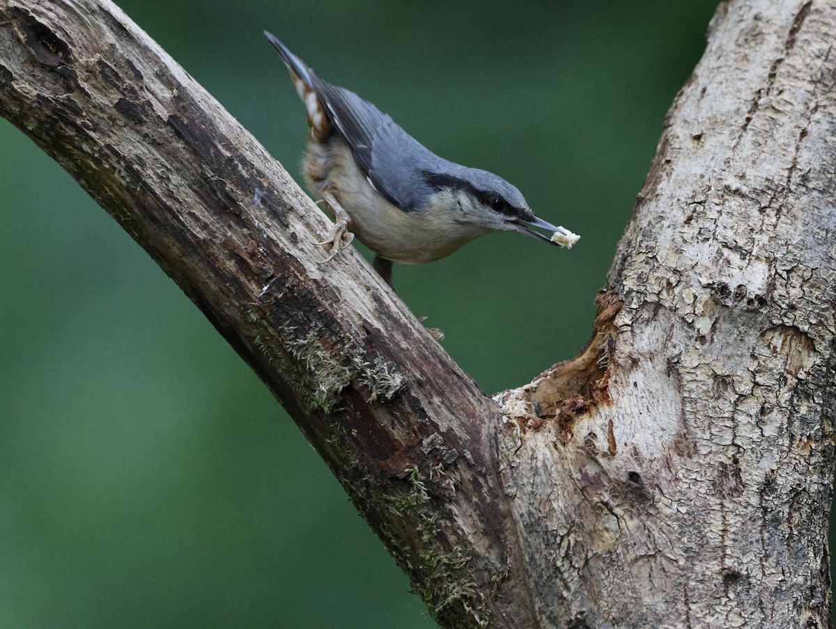 Eurasian Nuthatch - ML645413819