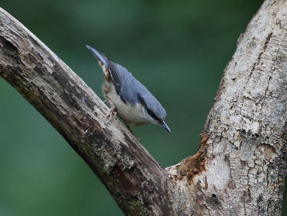 Eurasian Nuthatch - ML645413820