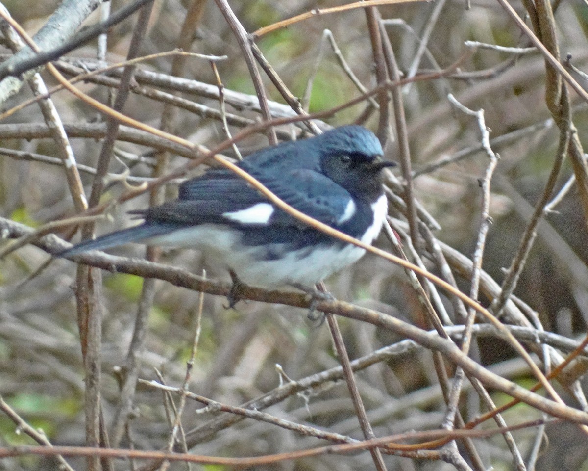 Black-throated Blue Warbler - ML645413823