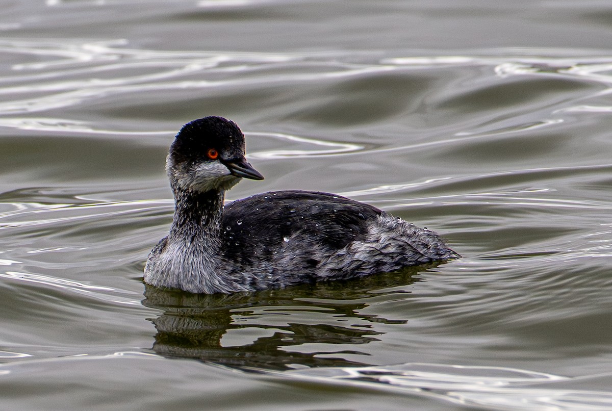 potápka černokrká - ML645413834