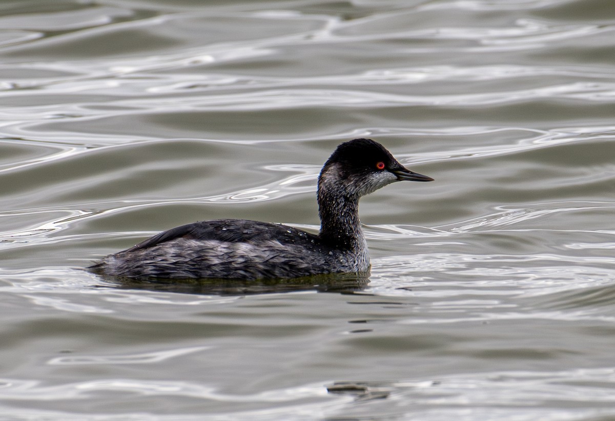 potápka černokrká - ML645413835