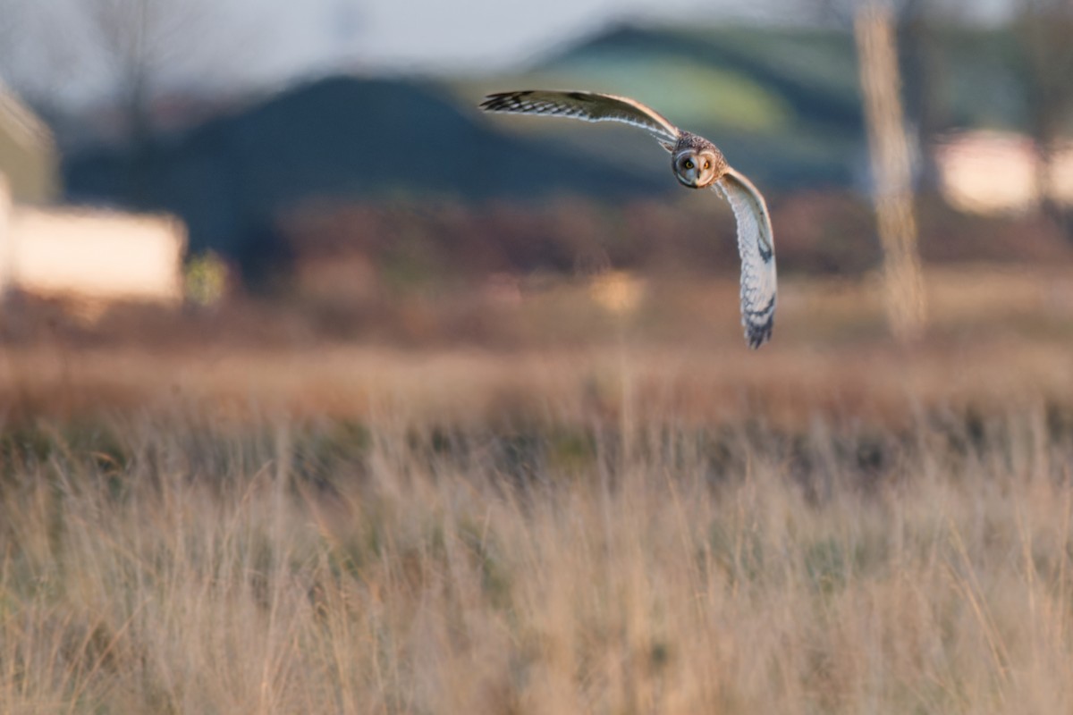 Short-eared Owl - ML645413852