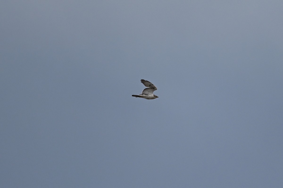 Ferruginous Hawk - ML645413853