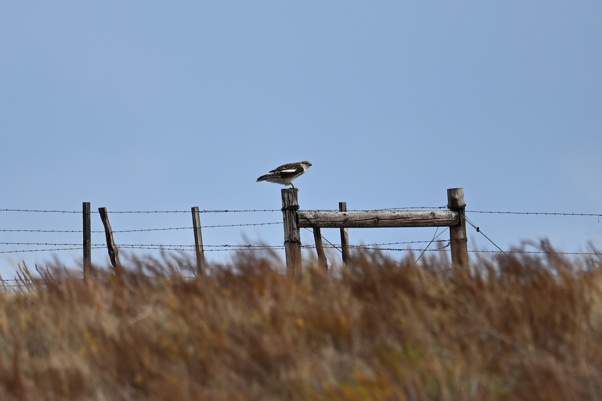 Ferruginous Hawk - ML645413854