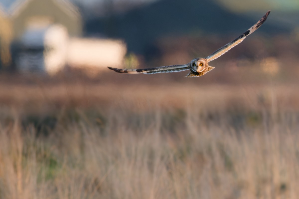 Short-eared Owl - ML645413856