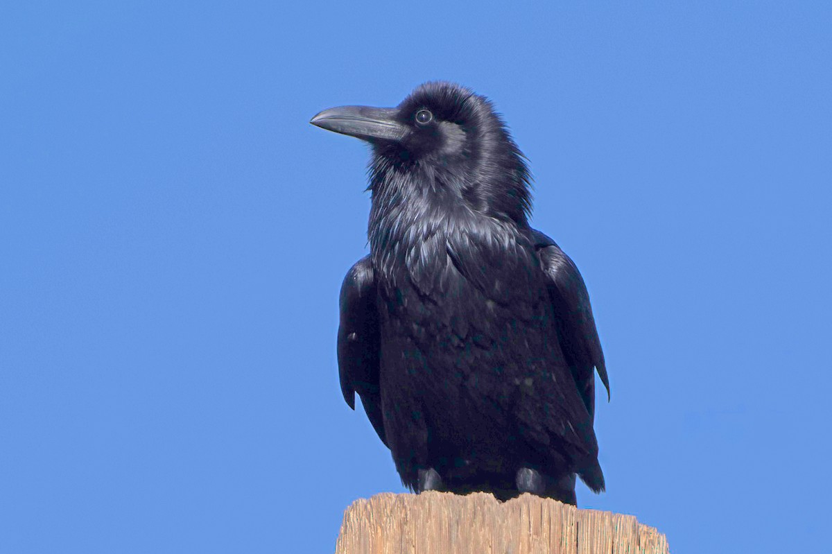Chihuahuan Raven - ML645413857