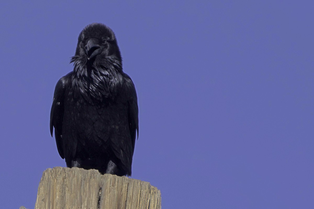 Chihuahuan Raven - ML645413859