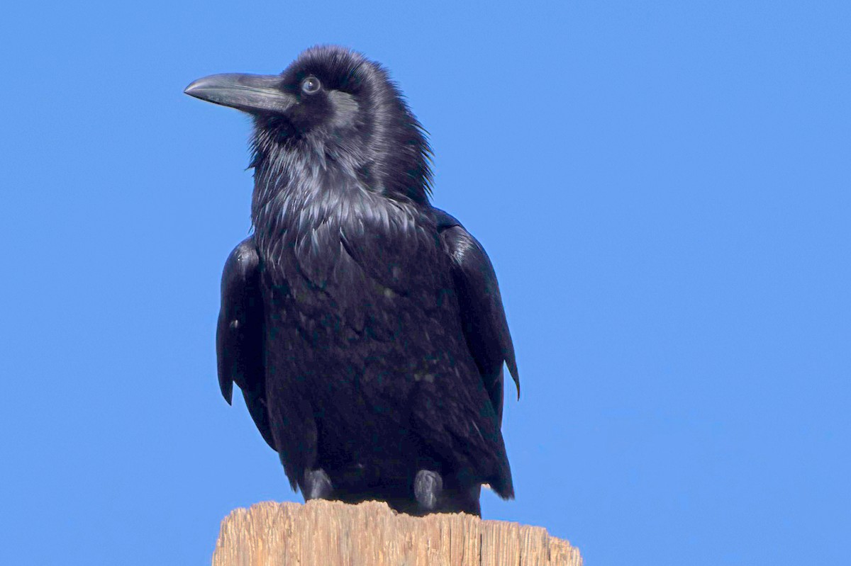Chihuahuan Raven - ML645413860