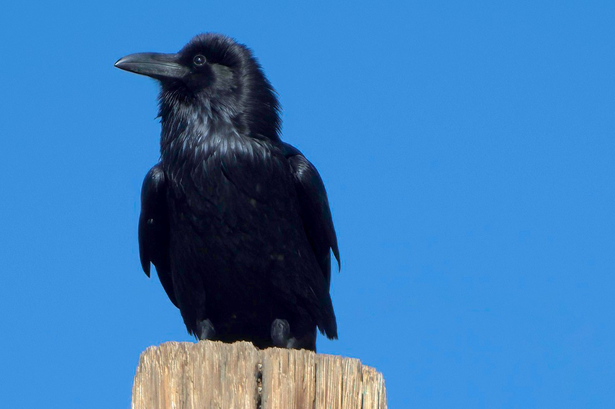 Chihuahuan Raven - ML645413861