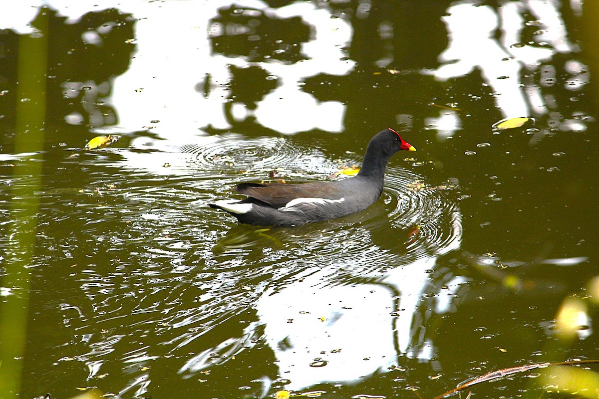 Uroilo amerikarra - ML645413862