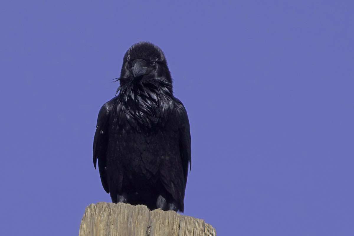 Chihuahuan Raven - ML645413863