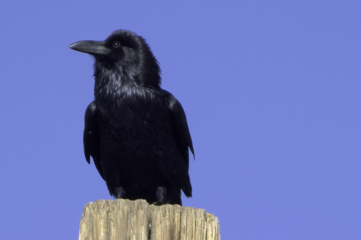 Chihuahuan Raven - ML645413864