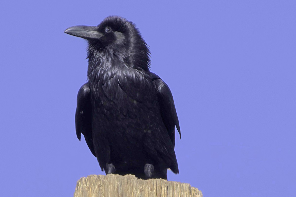 Chihuahuan Raven - ML645413866