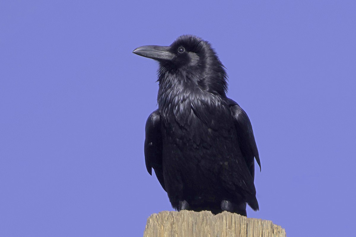 Chihuahuan Raven - ML645413869