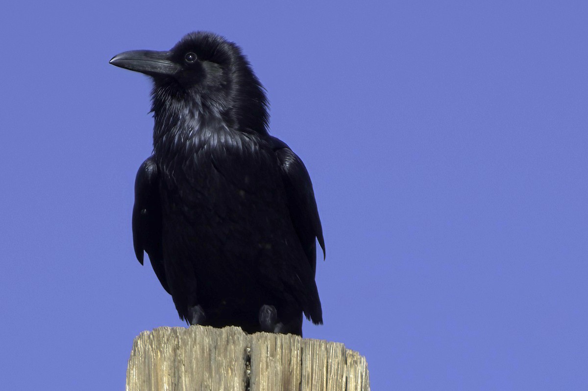 Chihuahuan Raven - ML645413870