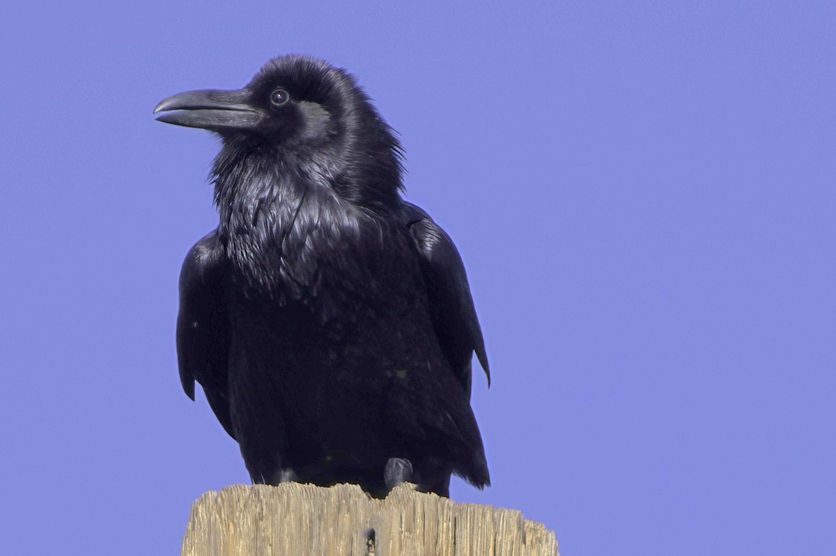 Chihuahuan Raven - ML645413871