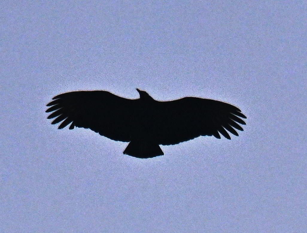 Black-and-chestnut Eagle - ML645413873