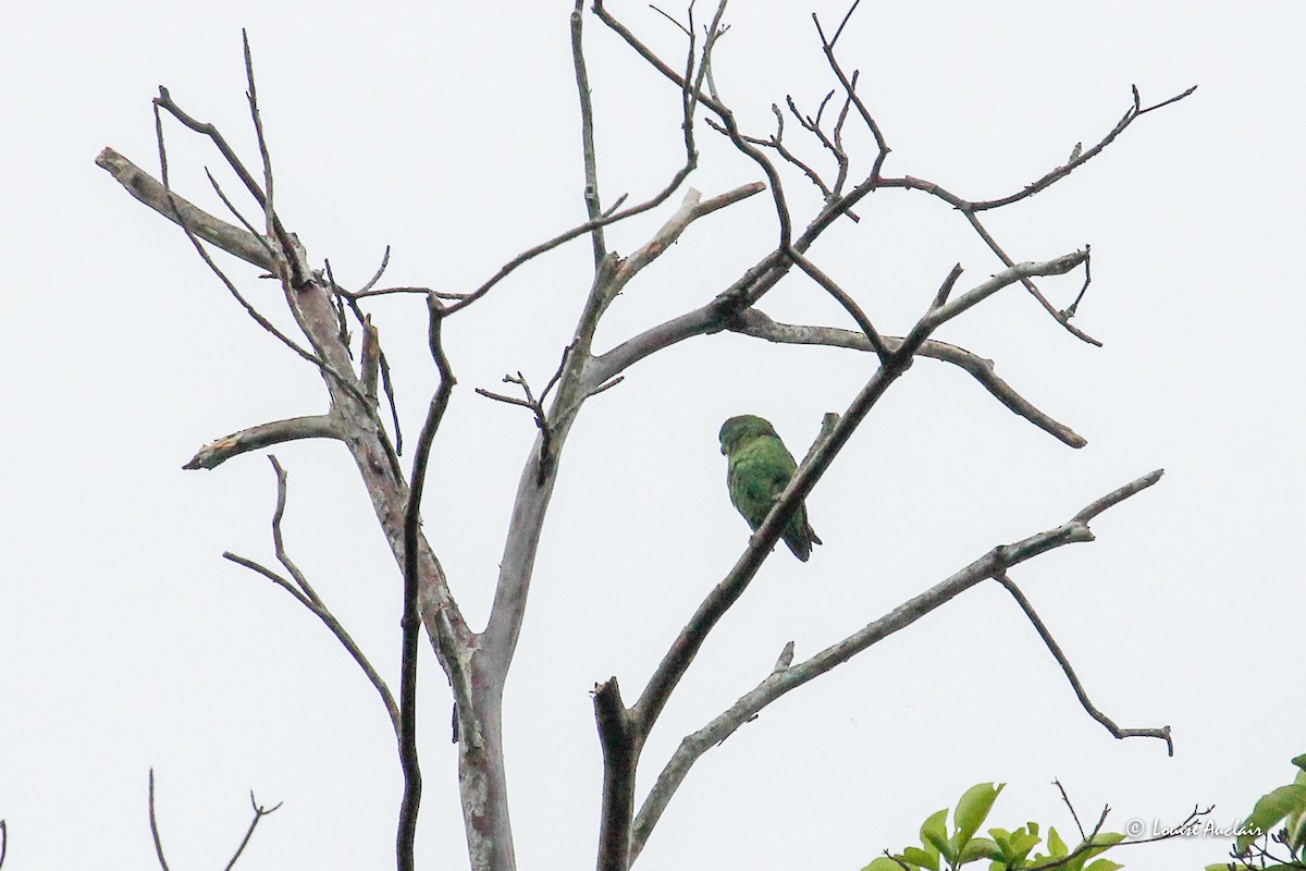 Папуга-горобець темнодзьобий - ML645413881