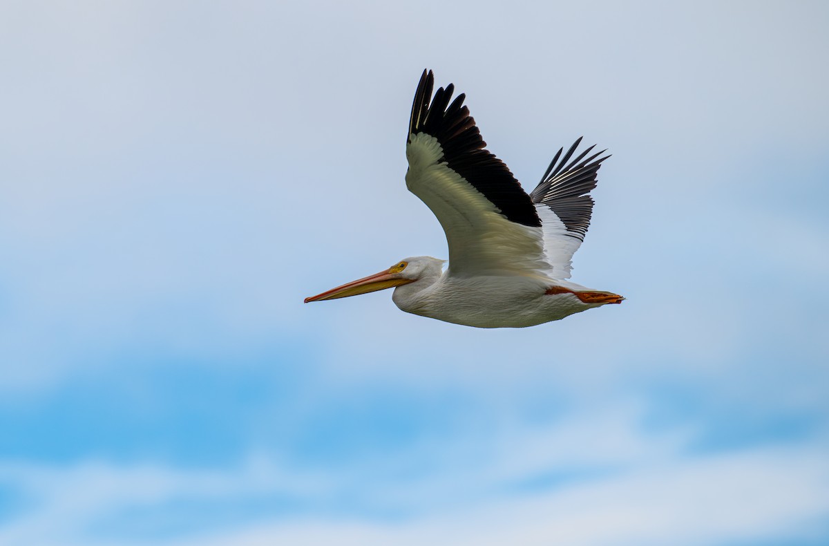 Amerika Pelikanı - ML645413886