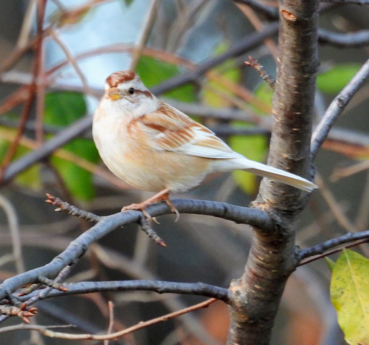 Baumammer - ML645413892