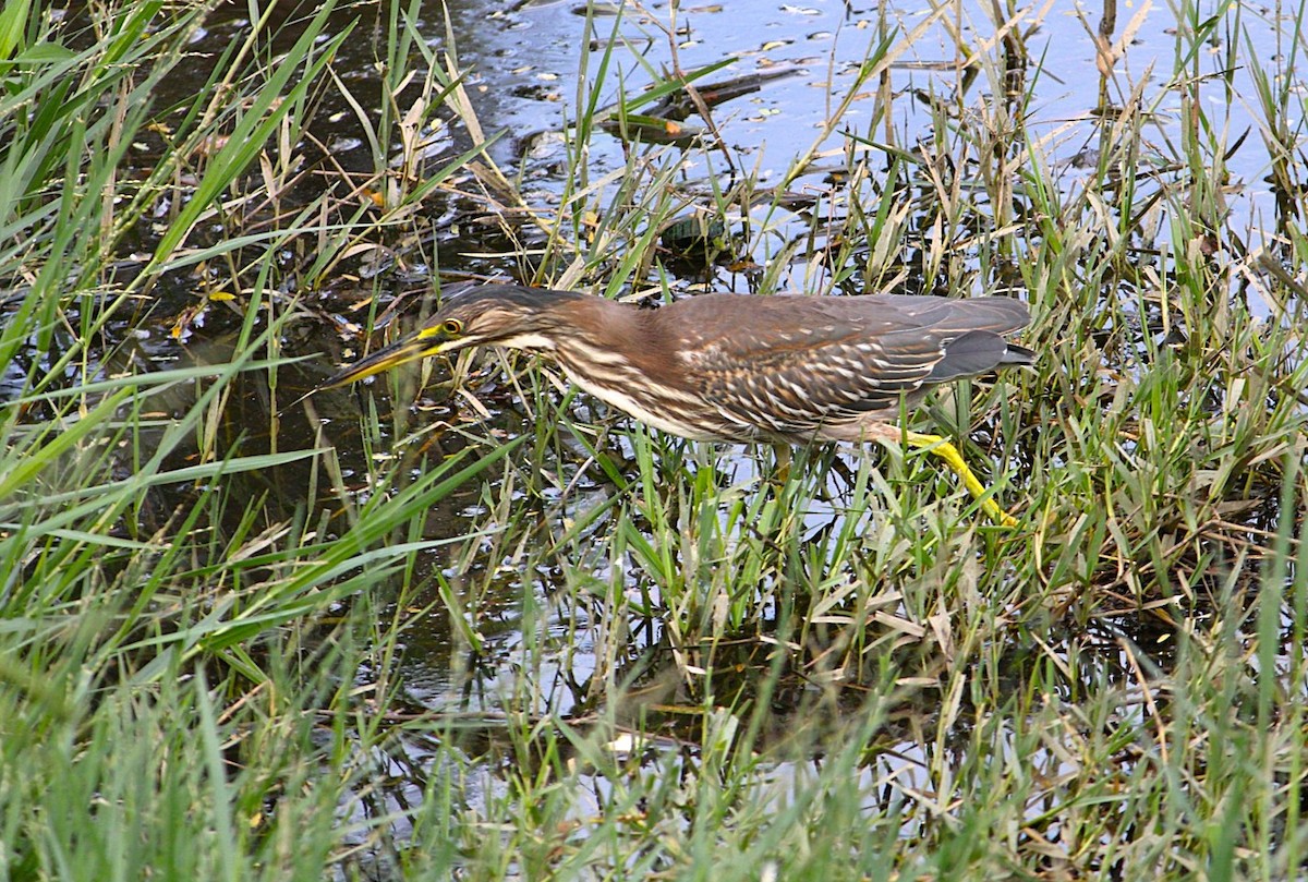 Striated Heron - ML645413907
