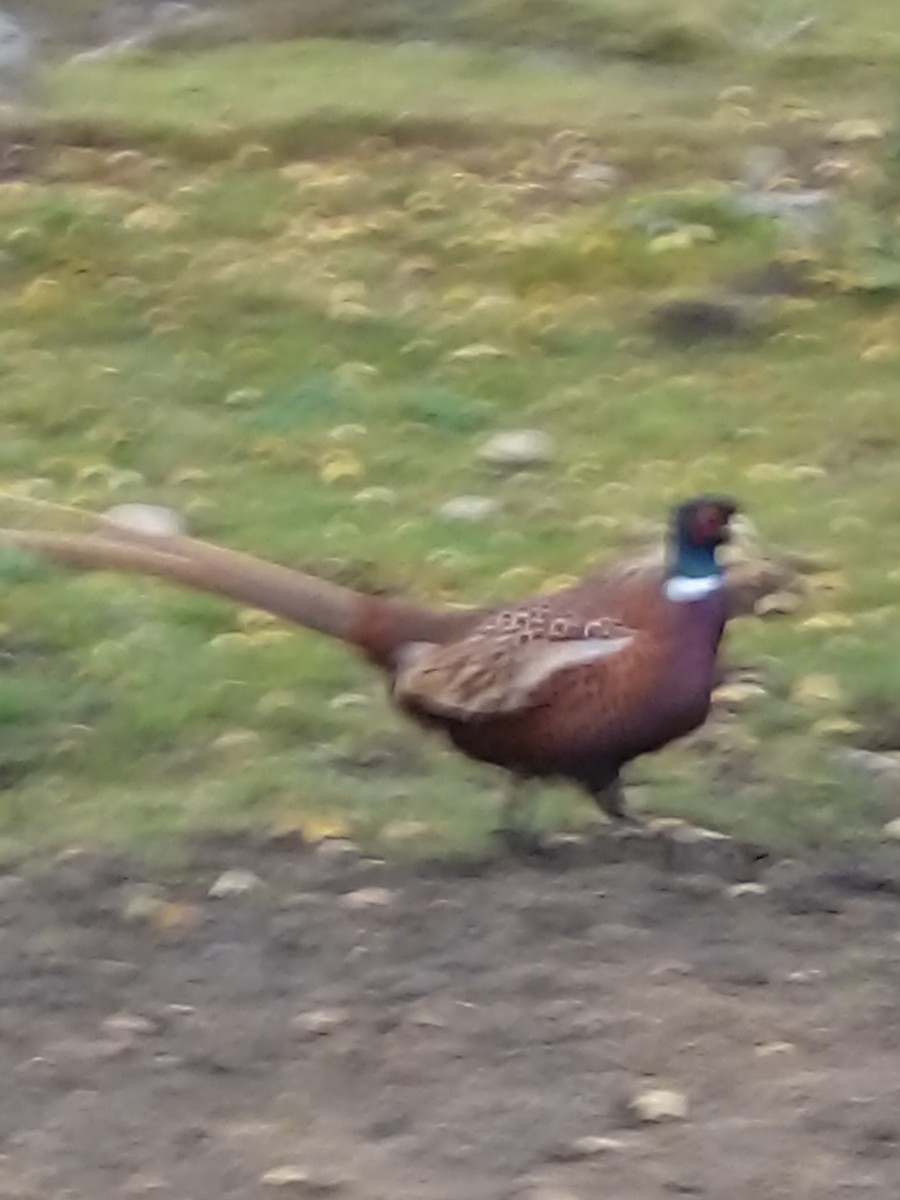 Jagdfasan - ML645413909