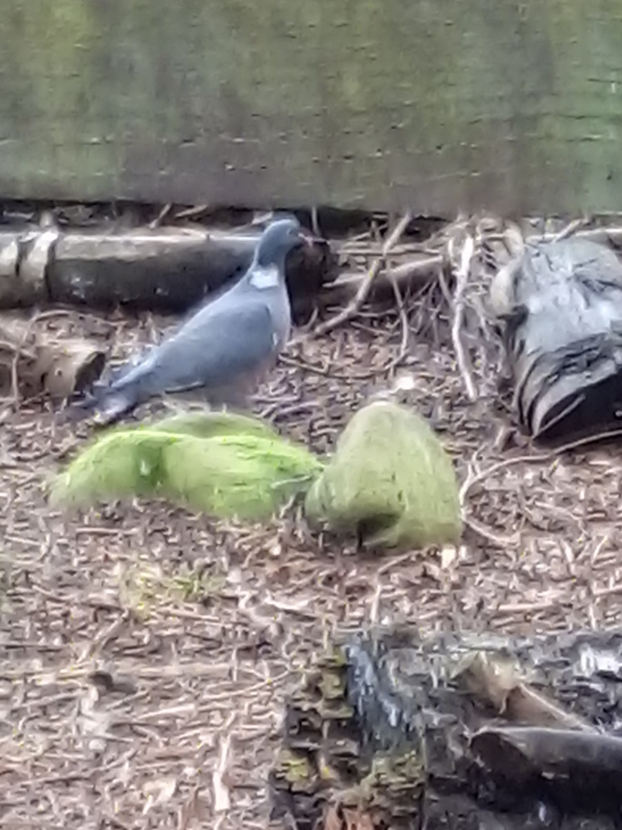 Ringeltaube - ML645413911