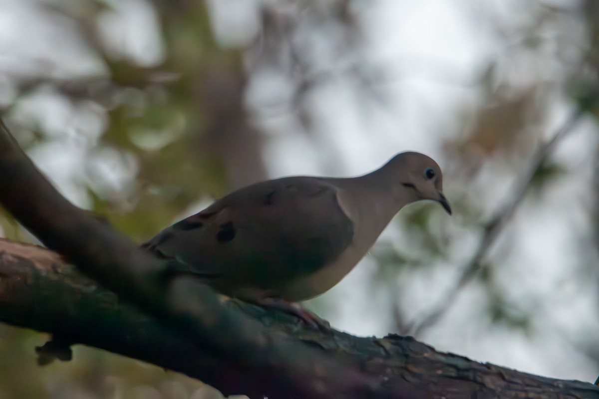 Carolinataube - ML645413914