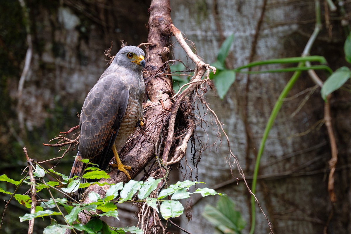 Wegebussard - ML645413917