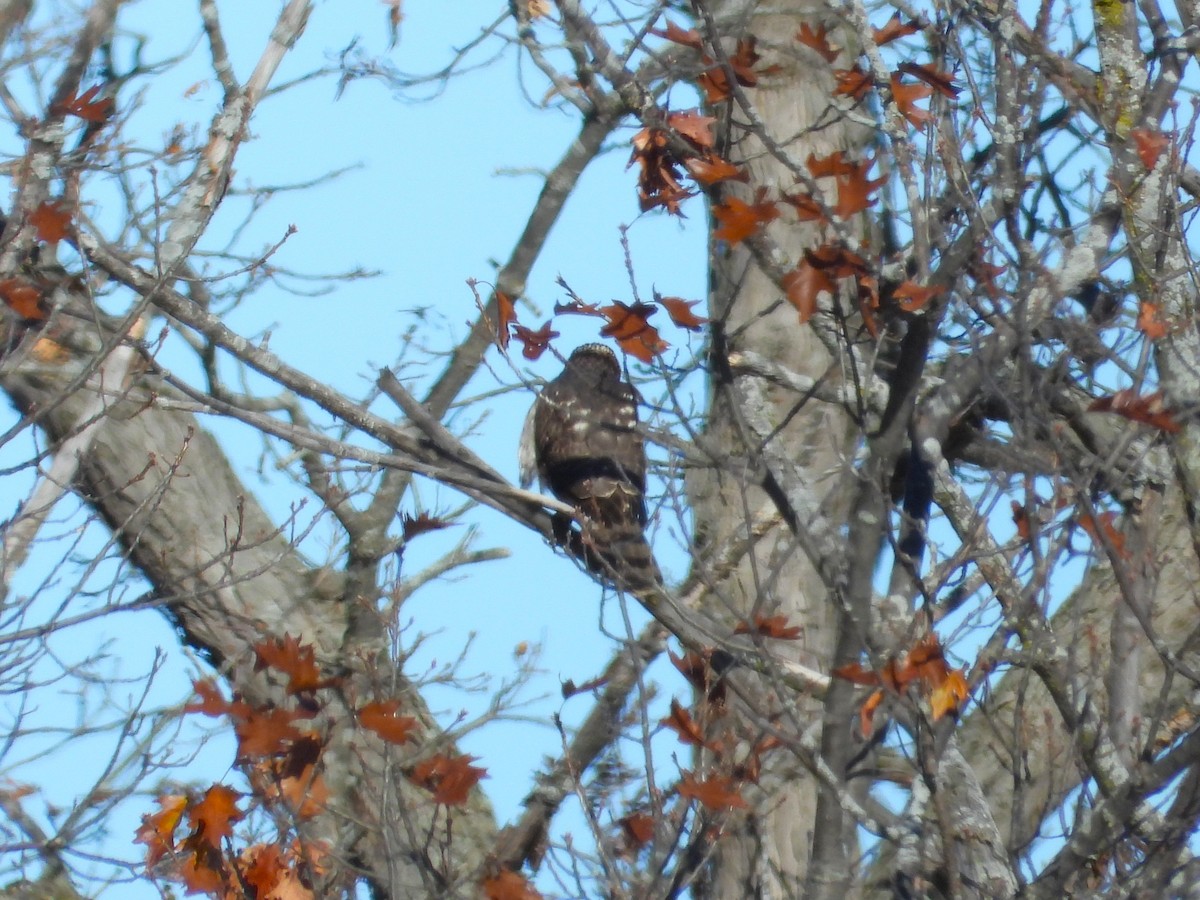 Rundschwanzhabicht - ML645413918