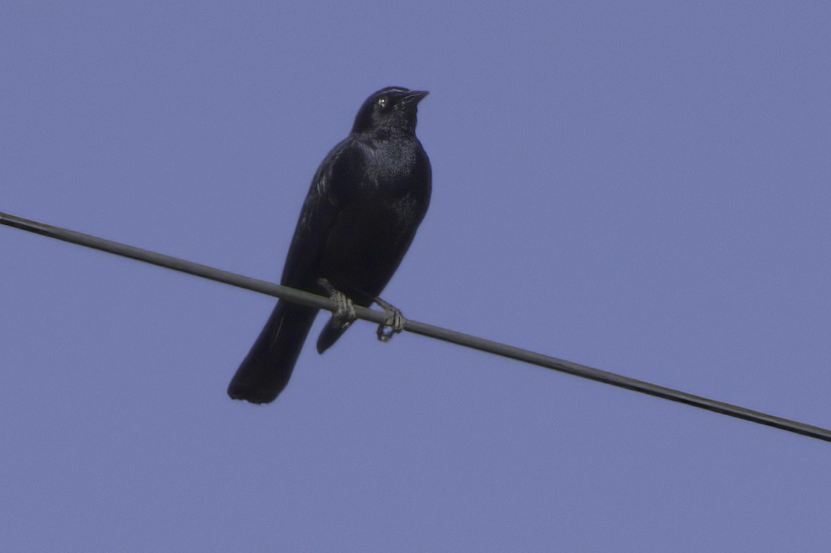 Purpurstärling - ML645413923