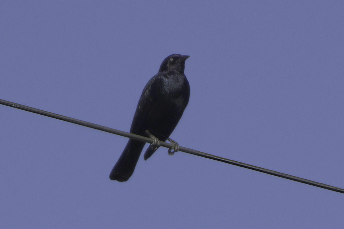 Purpurstärling - ML645413924