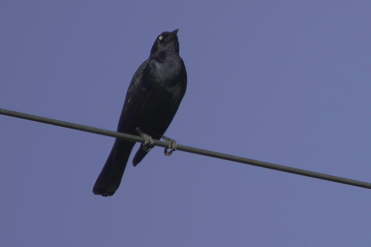 Purpurstärling - ML645413925