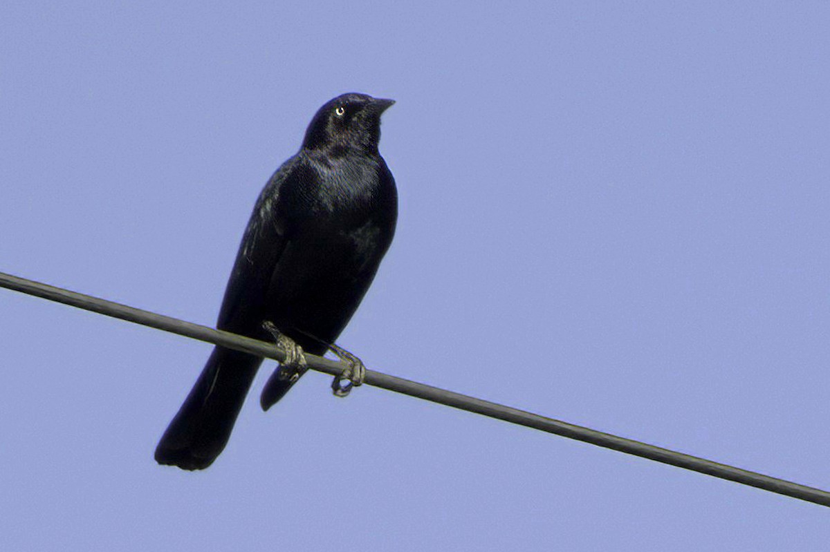 Purpurstärling - ML645413926