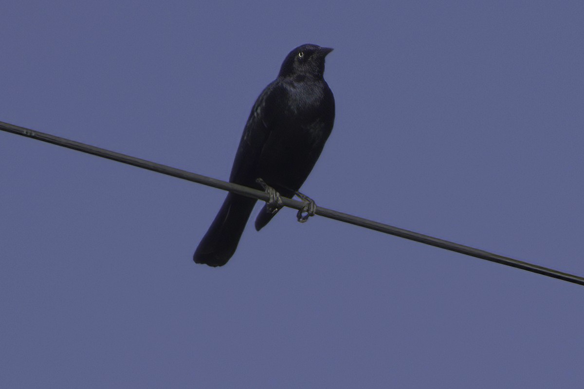 Purpurstärling - ML645413927