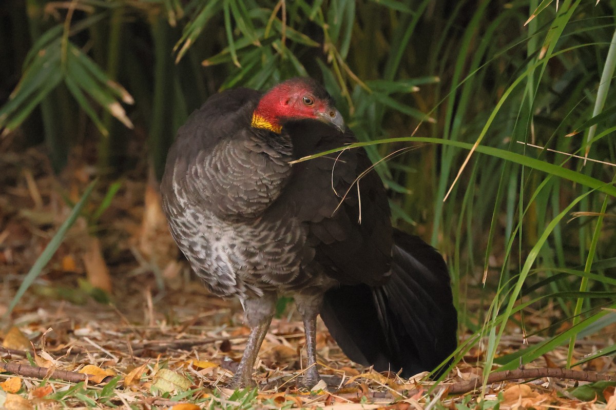 Australbuschhuhn - ML645413928