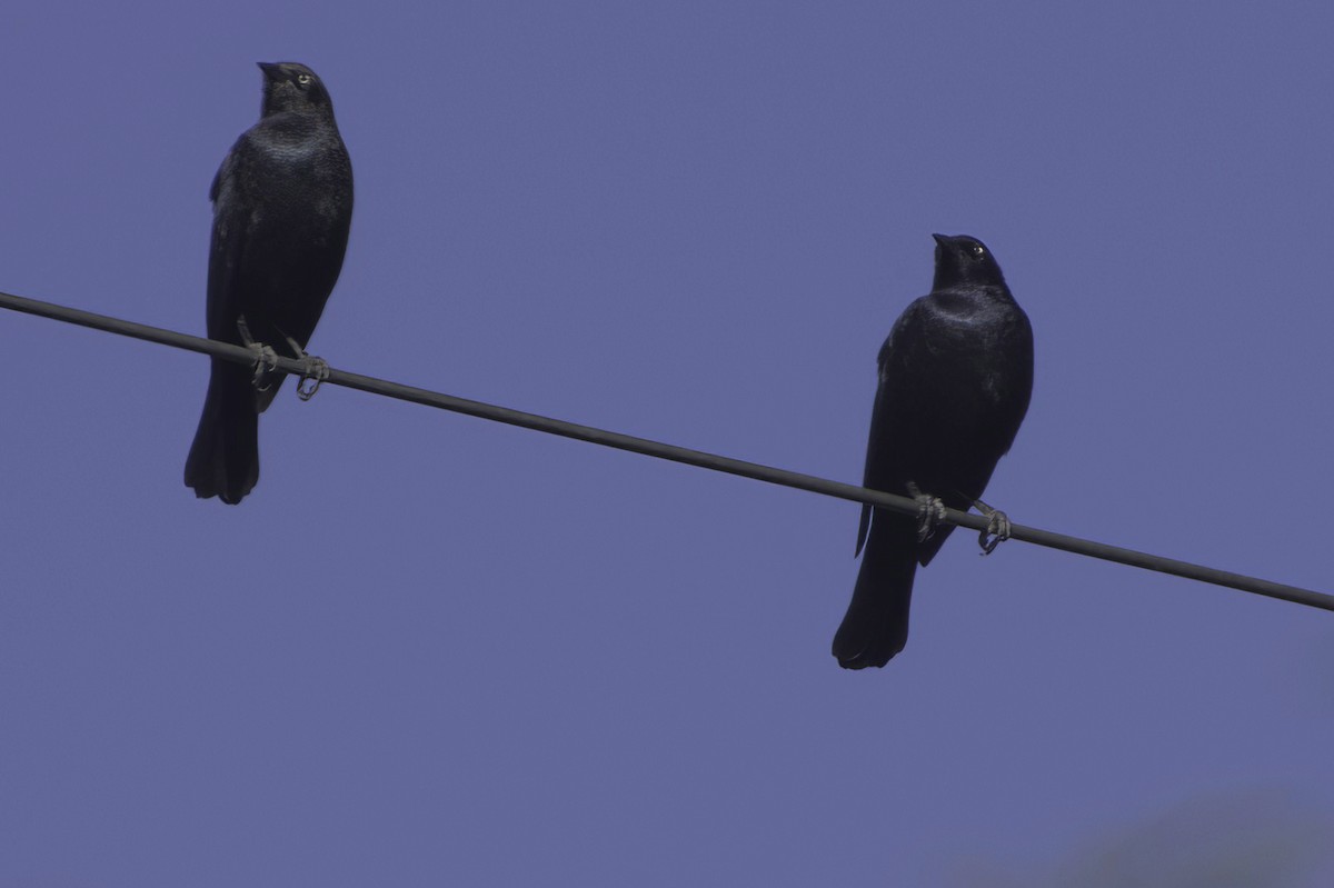 Purpurstärling - ML645413929