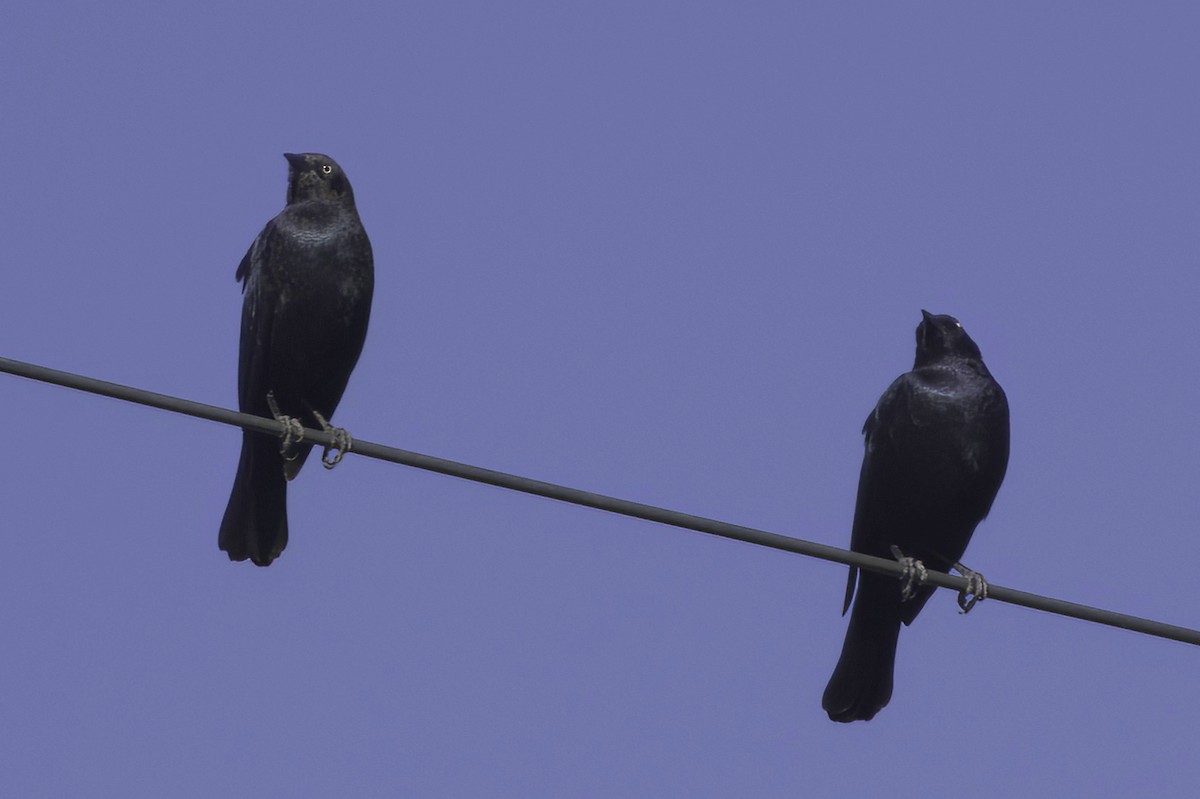 Purpurstärling - ML645413930