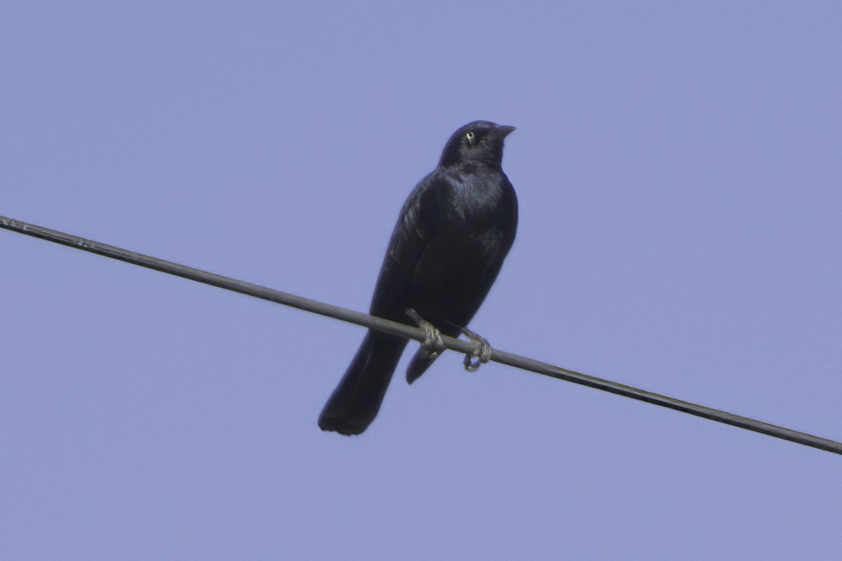 Purpurstärling - ML645413932