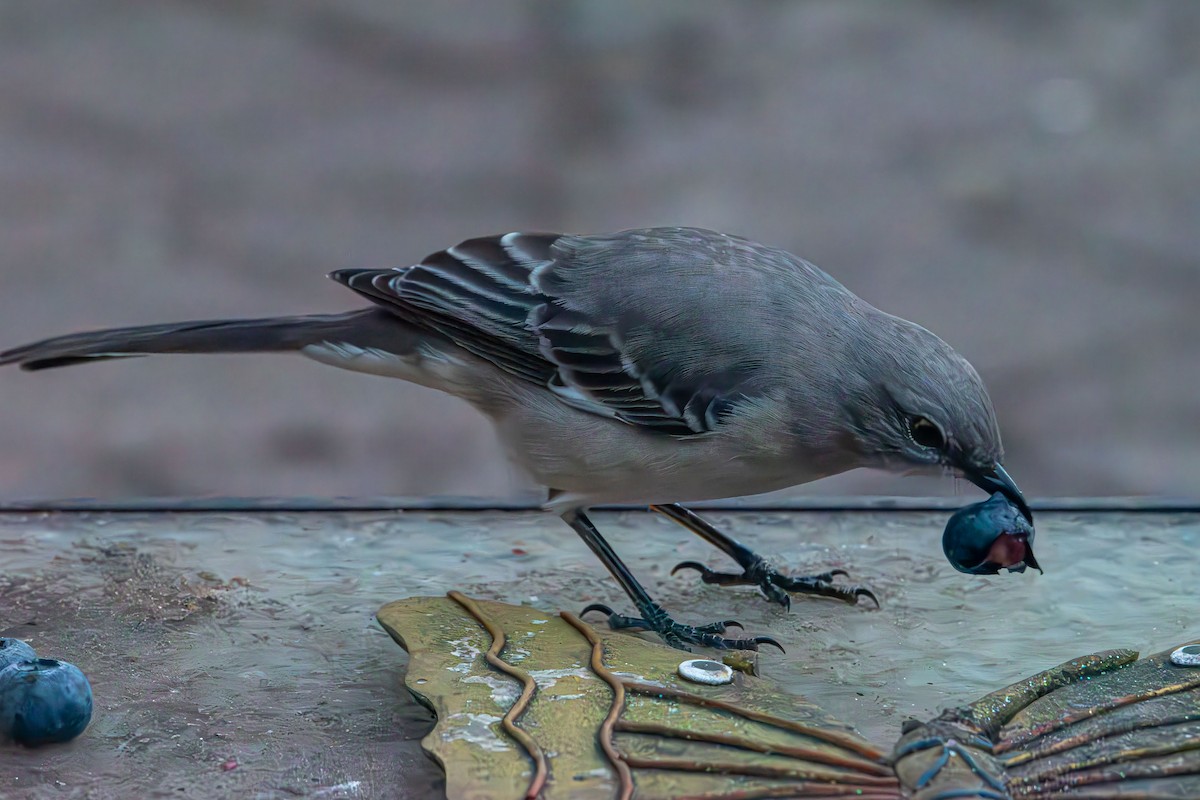 Gartenspottdrossel - ML645413933