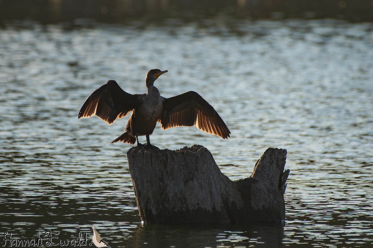 Ohrenscharbe - ML645413934